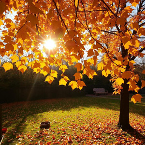 햇살 속 가을 미소