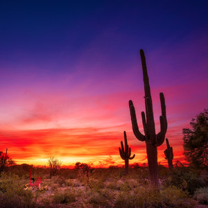 Cactus by Lip Smacker