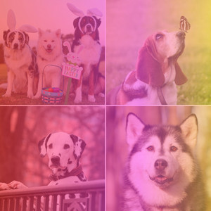 Backdrop for Happy Dogs - Trumpet Jazz album