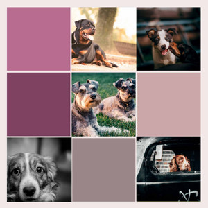 Fiery Background for Meme Worthy Dog album