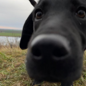 Labrador Gang by Loreen