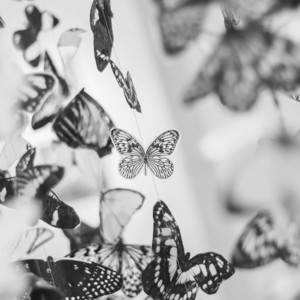 Butterfly effect by Leo Yoshino