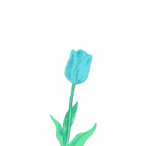 Blue Tulips by Nova Scotia