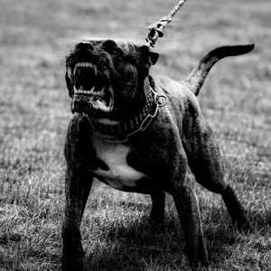 PRESA CANARIO by Drack