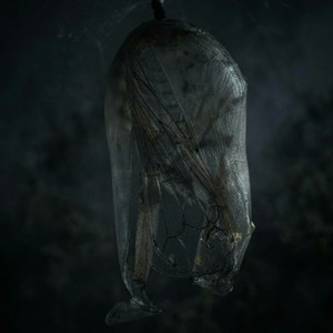 CHRYSALIS
