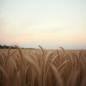Whispers Through the Wheat