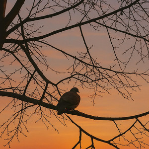Gratitude