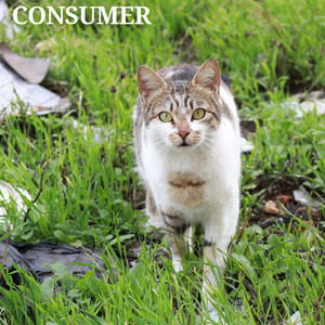 consumer by Sendakure