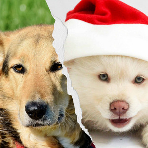 Music for Love and Dogs (Latin Music) album