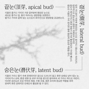 pancy - 우리는 아직 꿈을 꾸며 방황하고 있죠