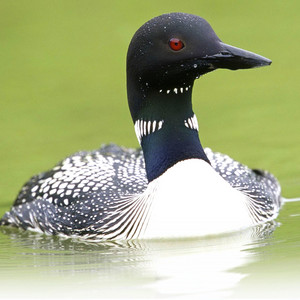 Loon Sounds
