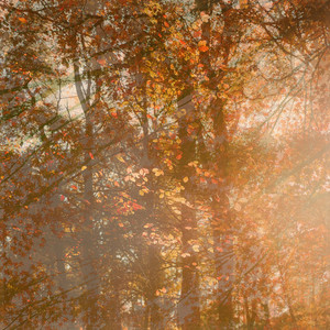 autumn mornings by treehouse echoes