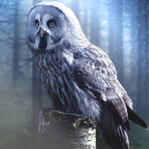 Nature Soundscape - Owl Sounds