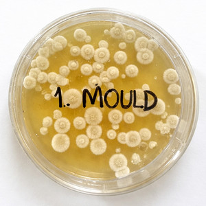 Mould by Indoor Foxes