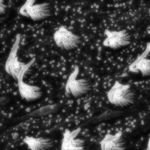 Bret Schneider - Evoking Potentials I