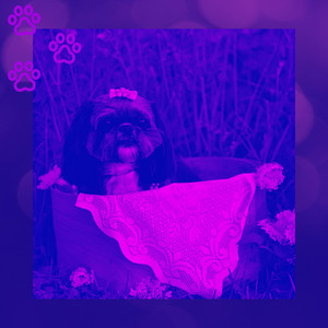 Ambiance for Happy Dogs album
