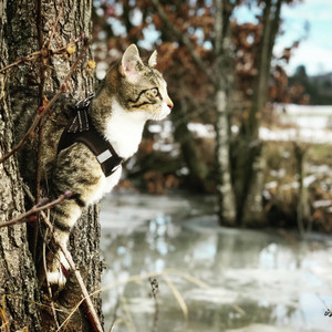 I Like To Find My Cat At Random Times Of The Day To Say Hi by Kodiak The Travel Cat