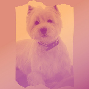 Spectacular Smooth Jazz Chill Out - Background for Soothing Your Dog album