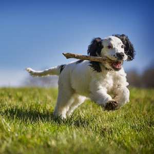 V_Production - Kids Ukulele