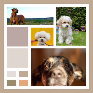 Music for Meme Worthy Dog album