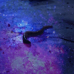 Wormfood by Mokey Made It