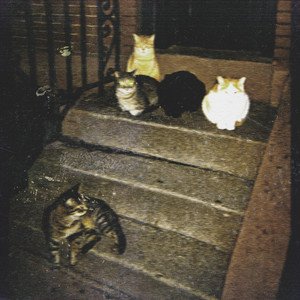 Patio Cat by TrackTribe