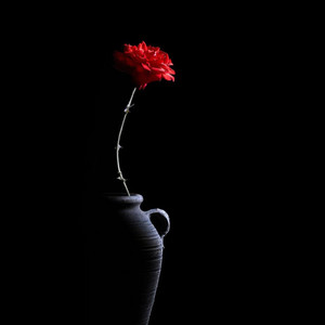 Rose flower by Ray Raj Rea