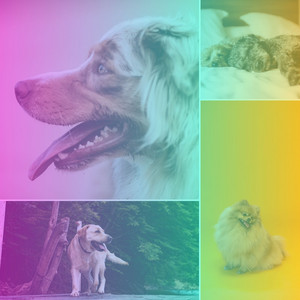 Deluxe Guitar Chill Out - Ambiance for Keeping Dog Calm album