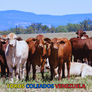 Prevenidos Coleadores - En vivo by TOROS COLEADOS VENEZUELA