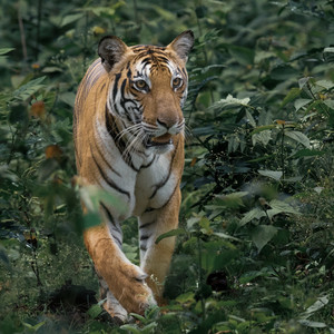 RYOTA MATSUZAWA - Tiger in the Darkness