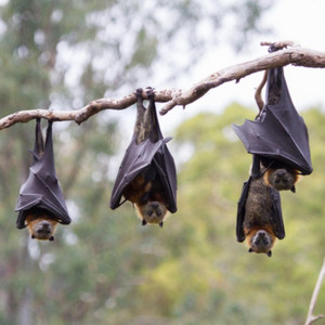 Bat Defense by Minimize Damage, 279tyler