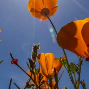 California Poppy by Joonah Stars