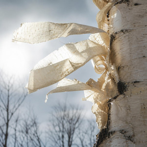 Birch Peel by Solveg