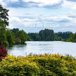 Brisa del Bosque by Prophet of the Melody