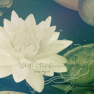 White Lotus Reverie by Van.Gao