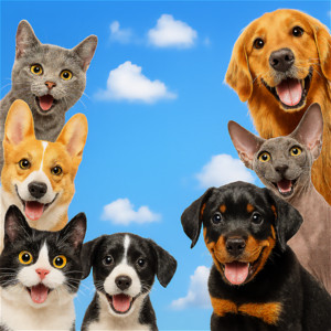 ALOHI STYLE - Cute Pets