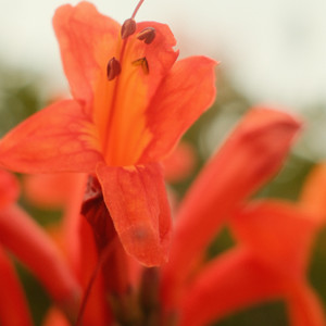 Canna by Drips Zacheer, Mononome, Funky Notes, Billa Qause