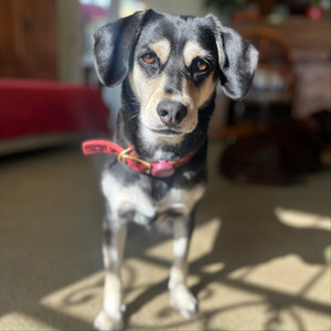 Kami the Dog by Multi
