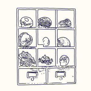 Cabinet Of Curiosities by Radiocosmo