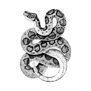Snake by Raff Zane