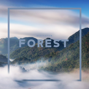 Meditative Forest - Deep Calm, Meditation Music Zone, Relaxing Forest, Natural Healing Session, Harmony & Balance, Slow Breath album
