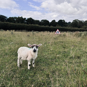 Teslamb by HS2