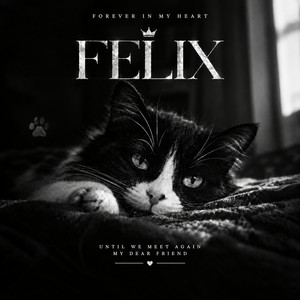 Felix by PARDY