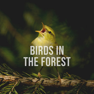 Alpine Sounds - Birds in the Forest, Pt. 2