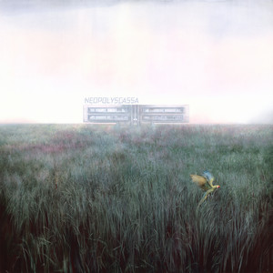 Neopolyscassa cover