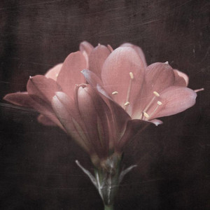 Rebirth by Ashé