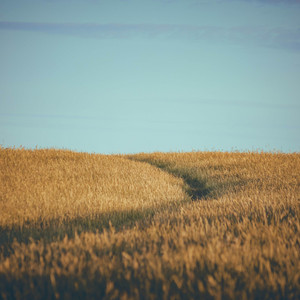 Across the Fields by Dreaming Phase