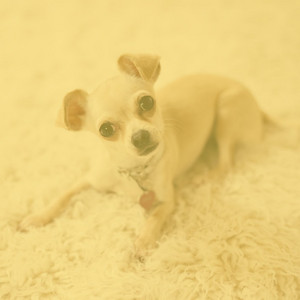 Guitar Chill Out - Background for Doggy Daycare album