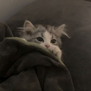 Phạm Gia Huy - em ổn không (Remix)