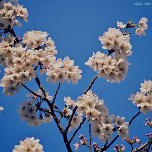 Jade String by hopeless_0taku